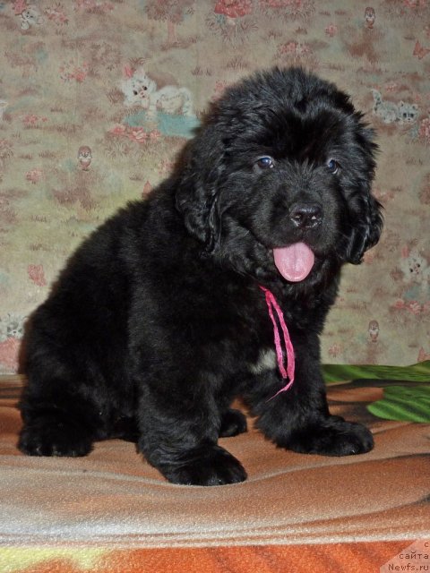 Фото: ньюфаундленд Вирджиния Бьюти Лайф