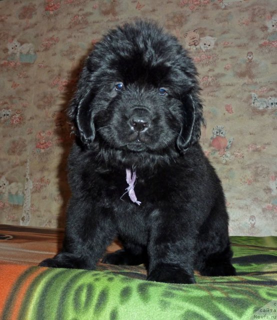 Фото: ньюфаундленд Виолетт Грэйс Оф Энджел