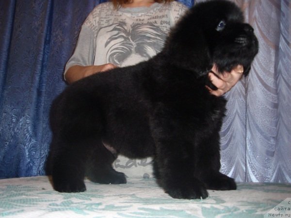 Фото: щенок Мармона и, ньюфаундленд Севертан Рожденная Легендой