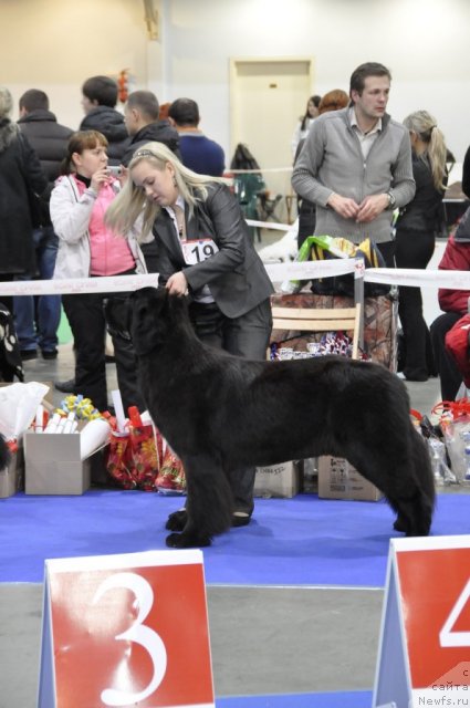 Фото: ньюфаундленд Блэк Диамонд Агидель от Потапа Стефани (Black Diamond Agidel ot Potapa Stefani), Александра Ивашова
