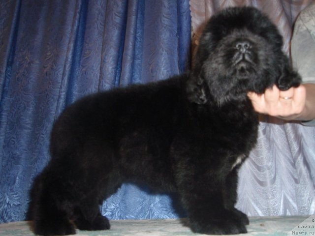 Фото: ньюфаундленд Ньюфорт Бай'ю Тиана