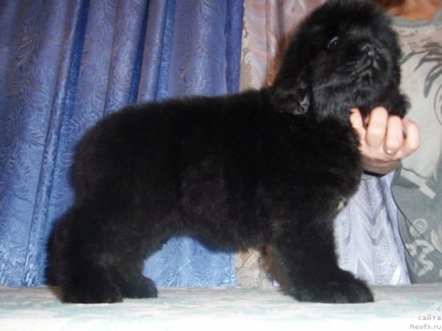 Фото: ньюфаундленд Ньюфорт Бай'ю Тиана