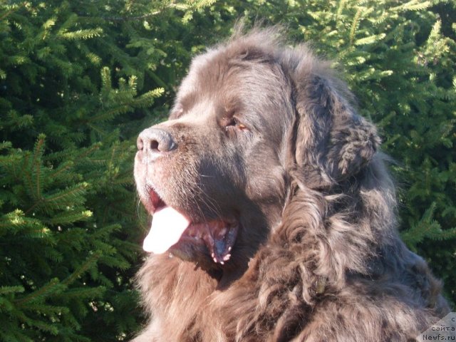 Фото: ньюфаундленд Хобби Билавд Бай Олл (Hobbi Beloves By All)