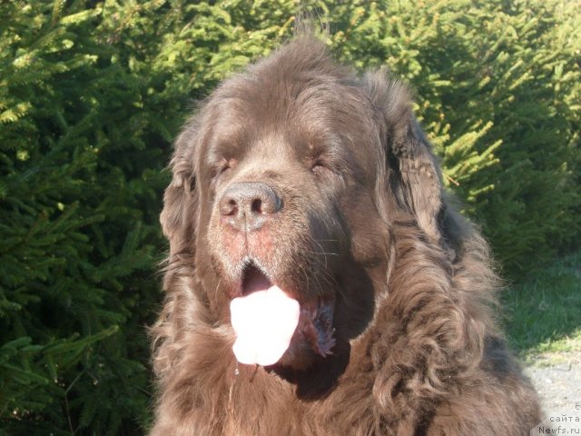 Фото: ньюфаундленд Хобби Билавд Бай Олл (Hobbi Beloves By All)