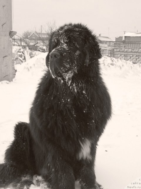 Фото: ньюфаундленд Арк Велес