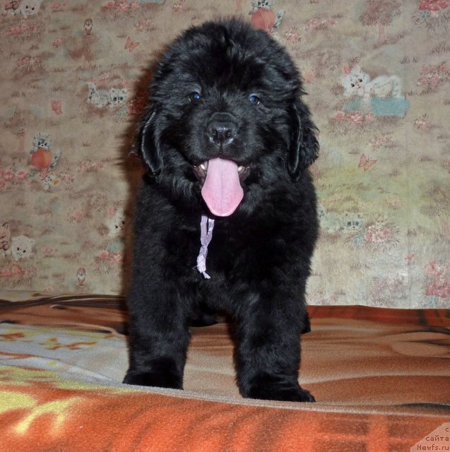 Фото: ньюфаундленд Виолетт Грэйс Оф Энджел