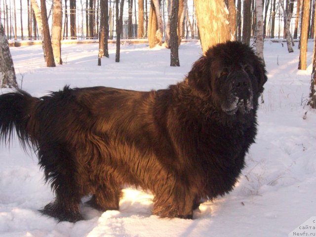 Фото: ньюфаундленд Ярада из Сибирской Глубинки (Yarada iz Sibirskoy Glubinki)