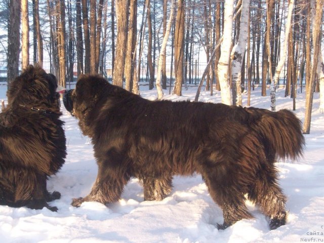 Фото: ньюфаундленд Карат из Медвежьего Яра (Karat iz Medvejyego Yara)