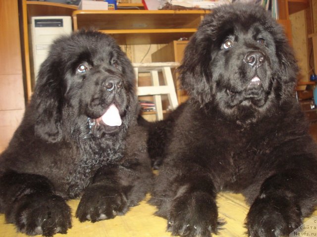 Фото: ньюфаундленд Их Высочество Гиацинта Бриз, ньюфаундленд Их Высочество Готика Альдея