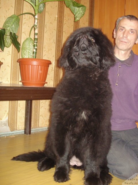 Фото: ньюфаундленд Их Высочество Готика Альдея