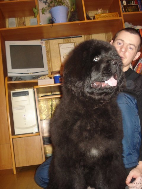 Фото: ньюфаундленд Их Высочество Готика Альдея