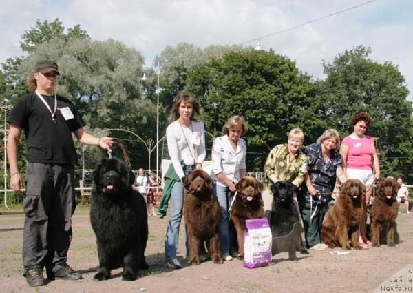 Фото: ньюфаундленд Виват Вялiкi Мядзведзь (Vivat Vialiki Miadzvedz)