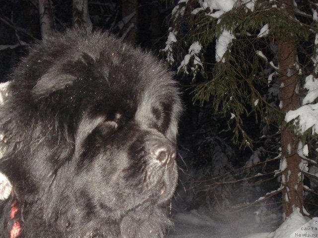 Фото: ньюфаундленд Их Высочество Баттерфляй Блэк Омелия