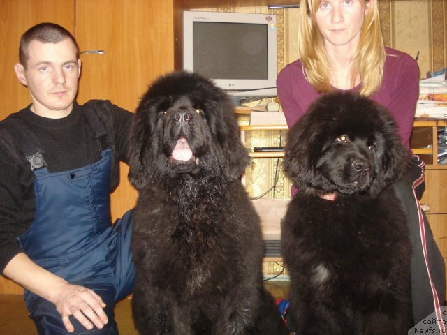 Фото: ньюфаундленд Их Высочество Гиацинта Бриз, ньюфаундленд Их Высочество Готика Альдея