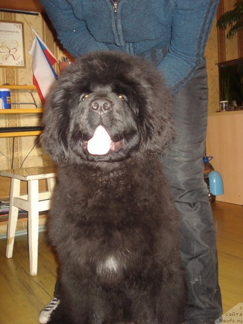 Фото: ньюфаундленд Их Высочество Готика Альдея