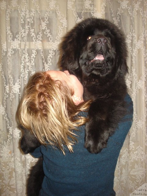 Фото: ньюфаундленд Их Высочество Готика Альдея