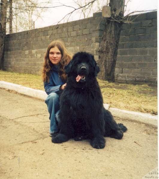 Фото: ньюфаундленд Нефертити из Медвежьего Яра (Nefertiti iz Medvejyego Yara)