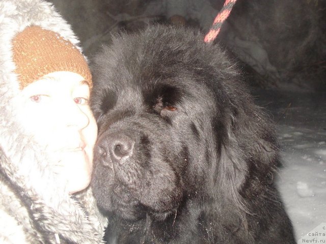 Фото: ньюфаундленд Их Высочество Баттерфляй Блэк Омелия, Ольга Трапезникова