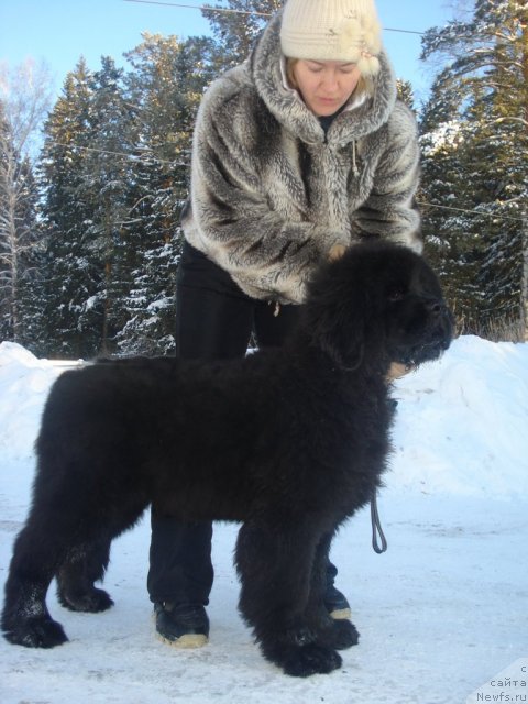 Фото: ньюфаундленд Их Высочество Гиацинта Бриз, Ольга Трапезникова