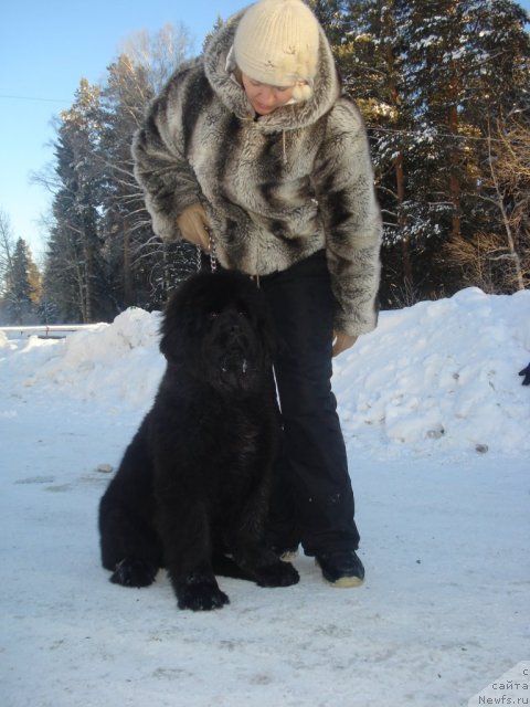 Фото: ньюфаундленд Их Высочество Гиацинта Бриз