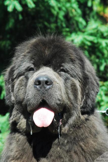 Фото: ньюфаундленд Сент Джонс Икар