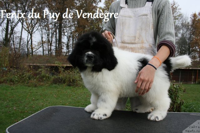 Фото: ньюфаундленд Fenix du Puy de Vendegre