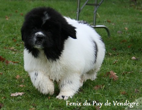 Фото: ньюфаундленд Fenix du Puy de Vendegre