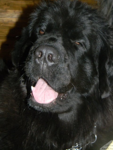 Фото: ньюфаундленд Звезда Востока