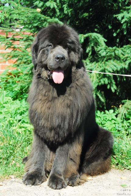 Фото: ньюфаундленд Сент Джонс Икар