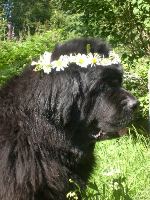 Фотография № 54931