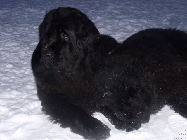 Фото: ньюфаундленд Топтыжка Сияние от Айсберга, ньюфаундленд Гранд Бэби Ариадна