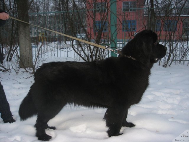 Фото: ньюфаундленд Потап Цатриона