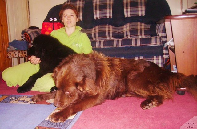 Фото: ньюфаундленд Их Высочество Владлена Маджикс, Ирина Нистратова