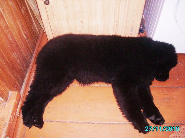 Фото: ньюфаундленд Их Высочество Владлена Маджикс