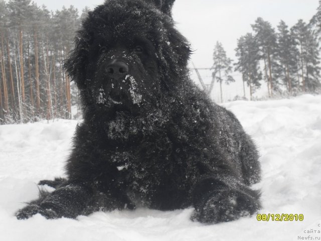 Фото: ньюфаундленд Изумруд Моей Души