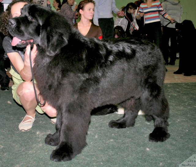 Фото: ньюфаундленд Акватория Келвин Максим, Анна Мельзенинова