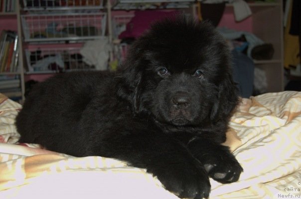 Фотография № 54955