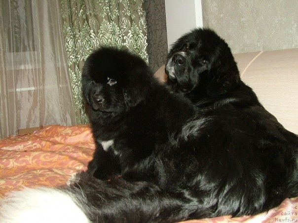 Фотография № 54957