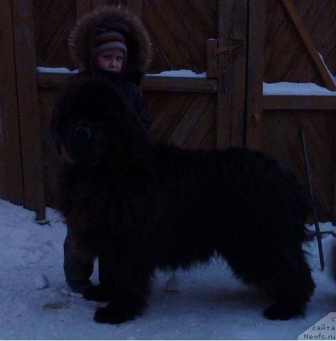 Фото: ньюфаундленд Отважный Рыцарь от Сибирского Медведя