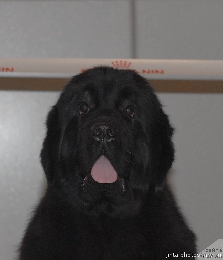 Фотография № 54970