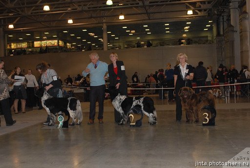 Фото: ньюфаундленд Сент Джонс Пеппи Длинный Чулок (Sent Djons Peppi Dlinny Chulok), ньюфаундленд Плюшевая Панда Леди Гамильтон, ньюфаундленд Игерма из Академии Шоколада (Igerma iz Akademii Shokolada)