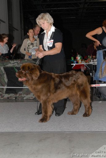 Фото: ньюфаундленд Игерма из Академии Шоколада (Igerma iz Akademii Shokolada)