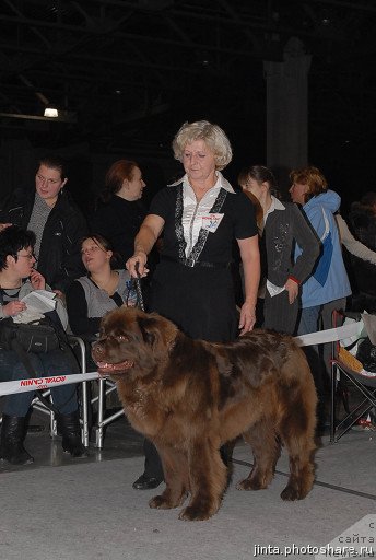 Фото: ньюфаундленд Игерма из Академии Шоколада (Igerma iz Akademii Shokolada)