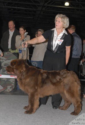 Фото: ньюфаундленд Игерма из Академии Шоколада (Igerma iz Akademii Shokolada)