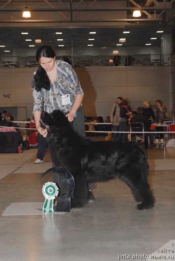 Фото: ньюфаундленд Джентли Бон из Медвежьего Яра
