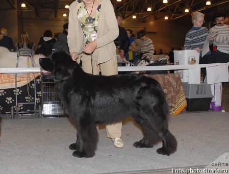 Фото: ньюфаундленд Топтыжка Сокровенная Мечта