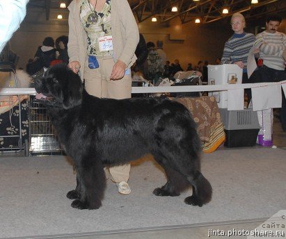 Фото: ньюфаундленд Топтыжка Сокровенная Мечта