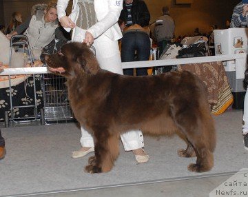 Фото: ньюфаундленд Ангел Моей Души Сладкая Шоколадка (Angel Moey Duchi Sladkaya Shokoladka)