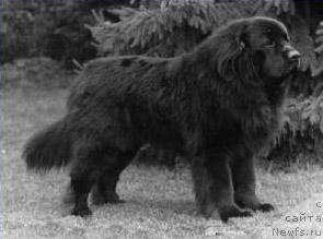 Фото: ньюфаундленд Erasmus Graf von Luxemburg