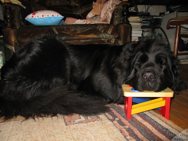 Фото: ньюфаундленд Азазель Нежный Цветок